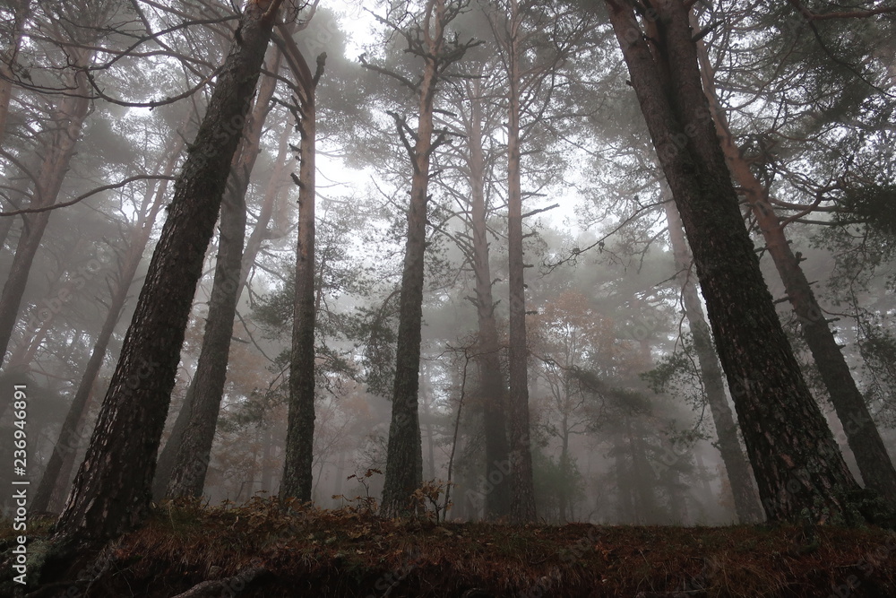 Fototapeta premium Bosque con niebla