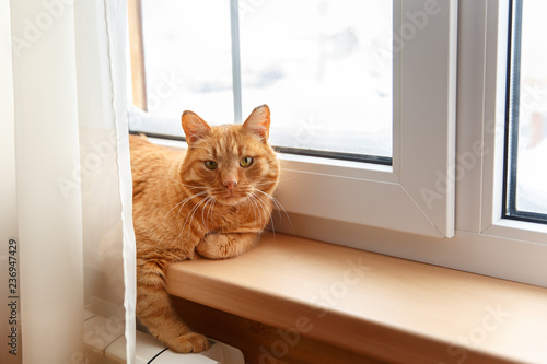 Obraz na plátně Ginger red cat sitting on the windowsill during snowfall on cold winter day