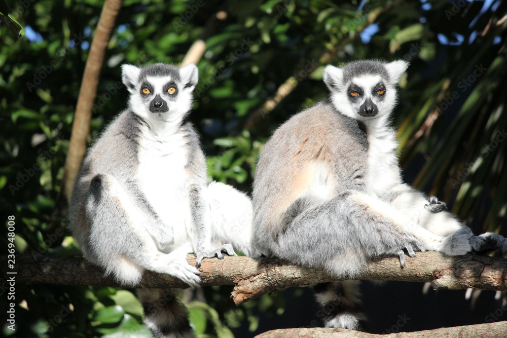 Obraz premium Two orange eyed ring tailed lemurs with orange eyes tarring directly at the camera sitting on a tree on a bright sunny day.