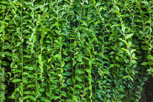 wall of green plants background texture