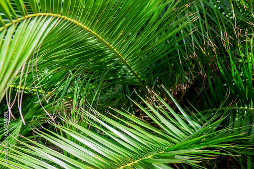 Palm leaves background