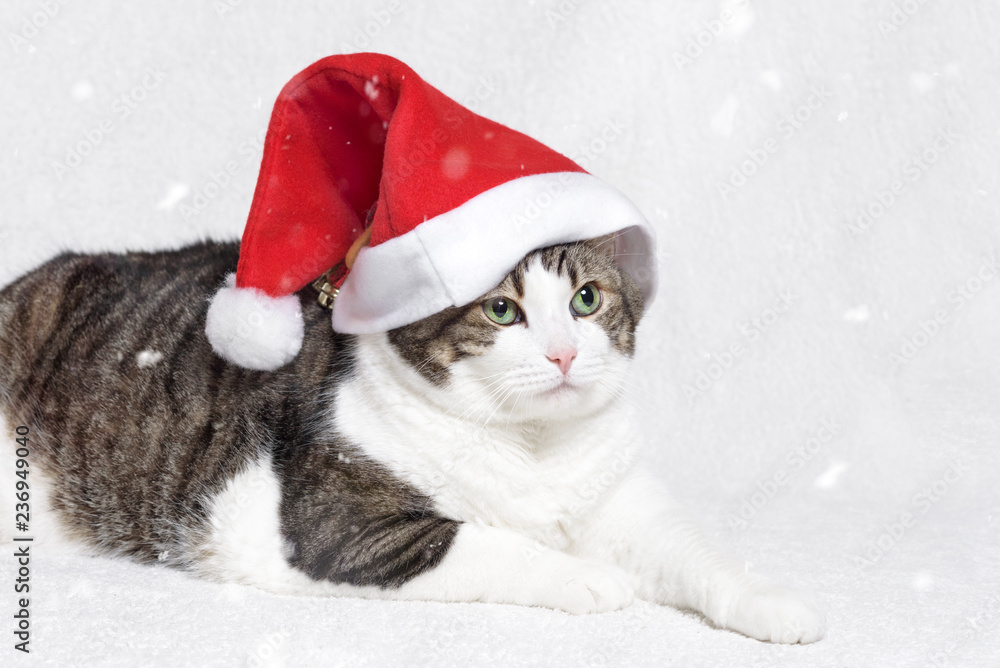 Christmas cat in red Santa Claus hat and snow flakes on white background