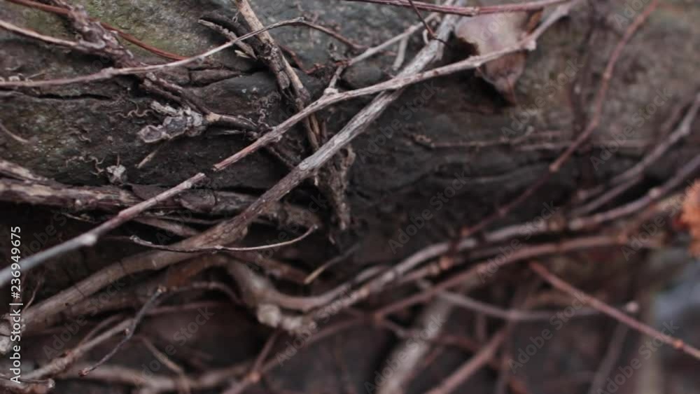 Close up dead vines over old cement wall Close up dead vines over old cement wall