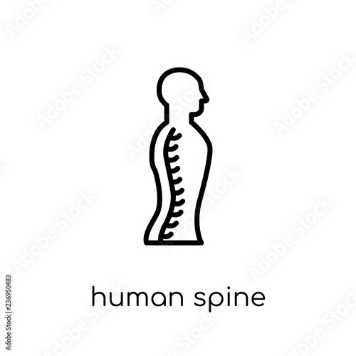 Human Spine icon. Trendy modern flat linear vector Human Spine icon on white background from thin line Human Body Parts collection