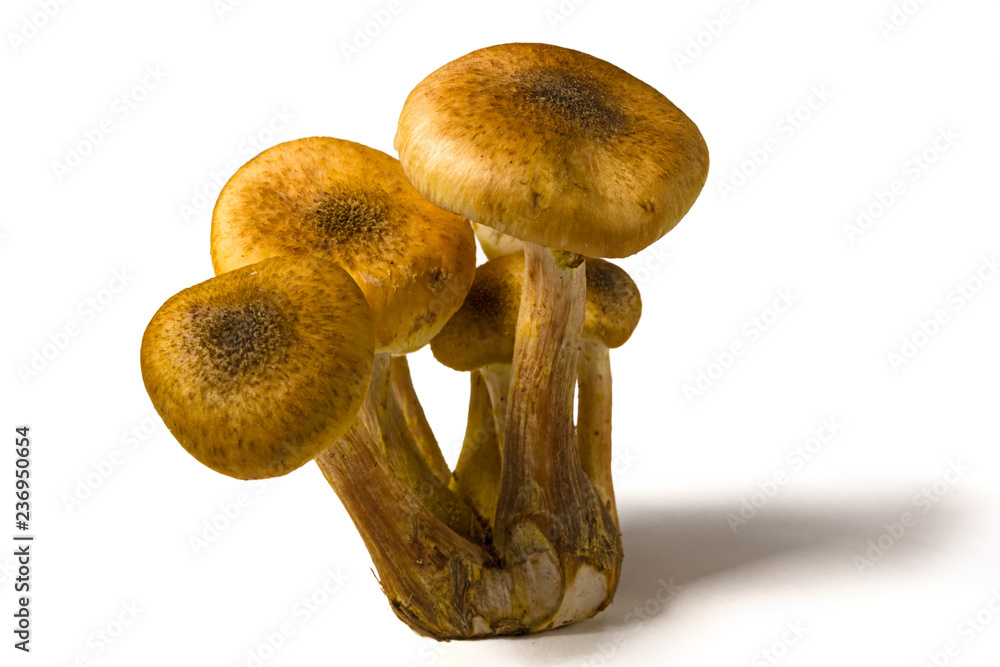 Some mushrooms of Some mushrooms of
