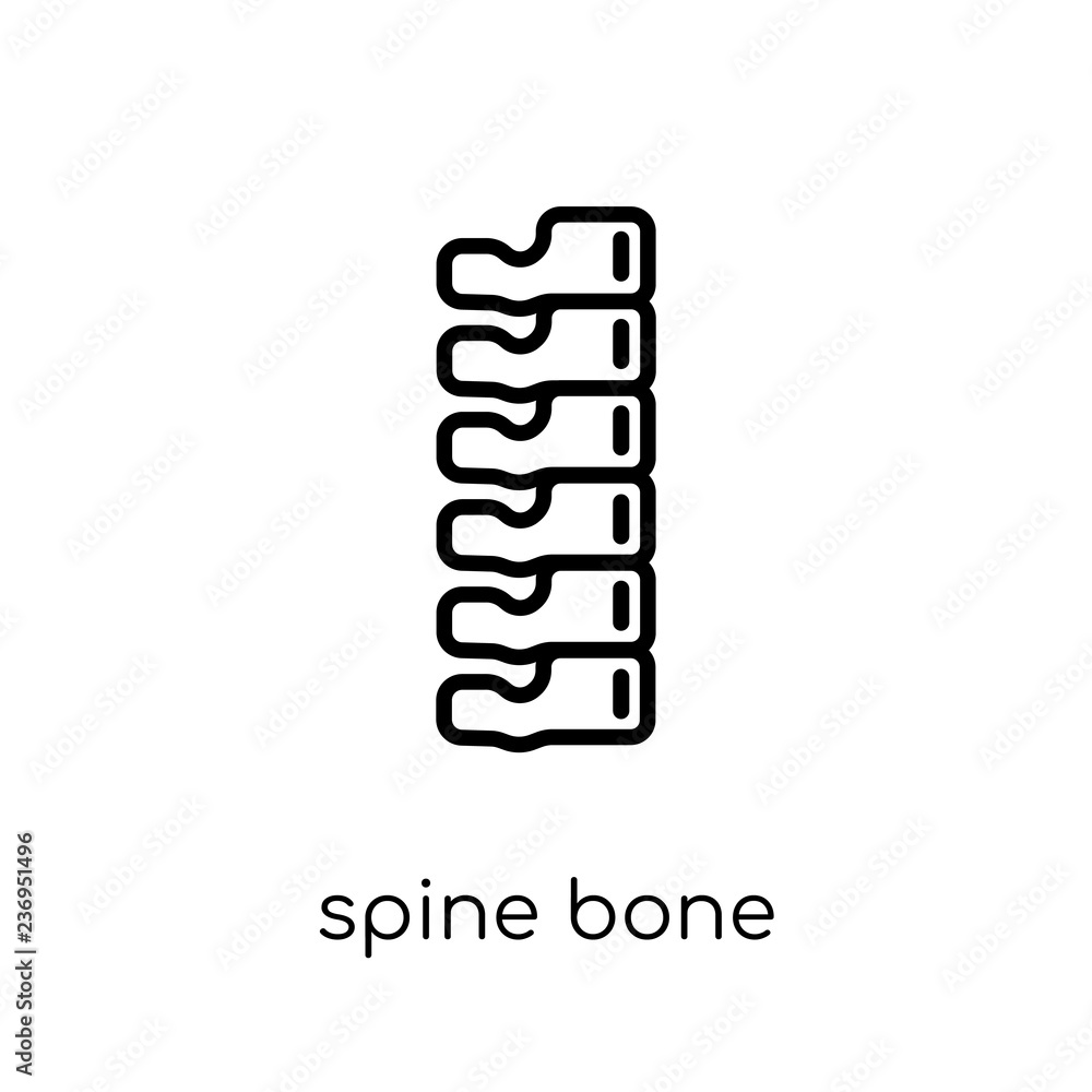Spine Bone icon. Trendy modern flat linear vector Spine Bone icon on white background from thin line Human Body Parts collection Spine Bone icon. Trendy modern flat linear vector Spine Bone icon on white background from thin line Human Body Parts collection