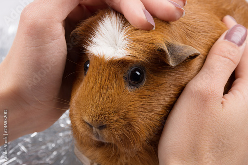 Human hands caressing a cute guinea pig (selective focus on the guinea pig)