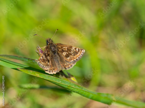 Dingy Skipper butterfly ( Erynnis tages ) on grass, wings open