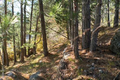 walking on a path in the forest