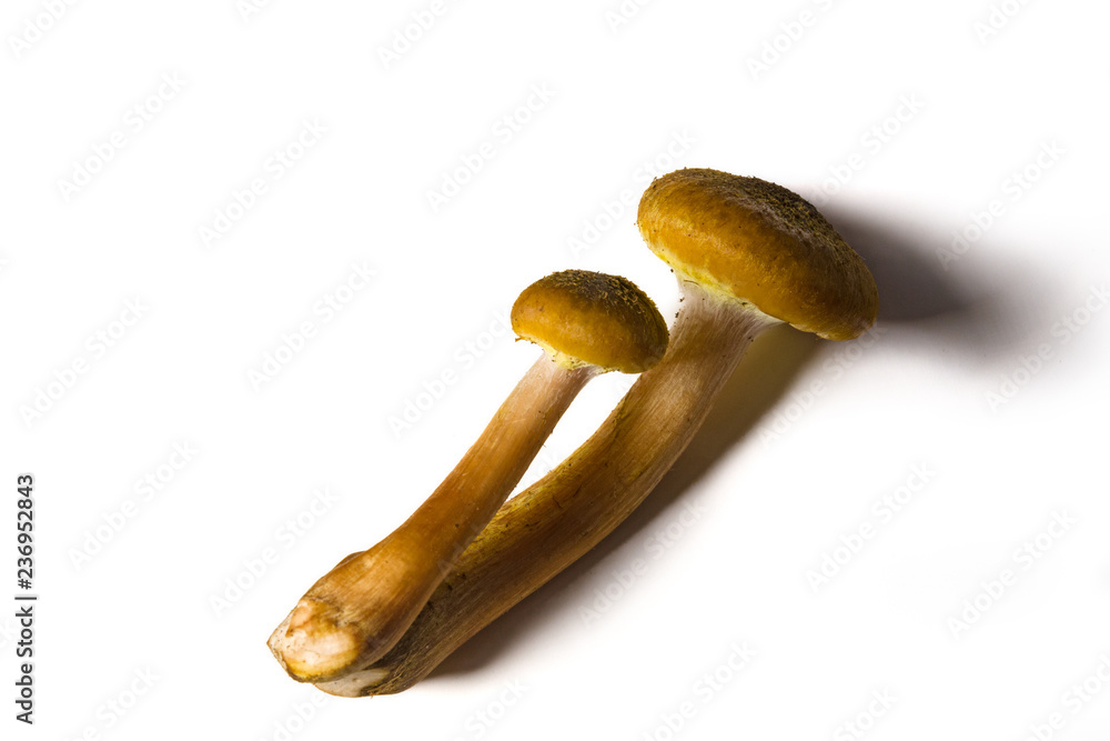 Some mushrooms of Some mushrooms of