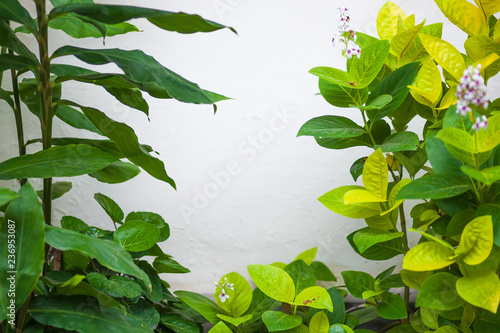 white wall with green vegetation copy space