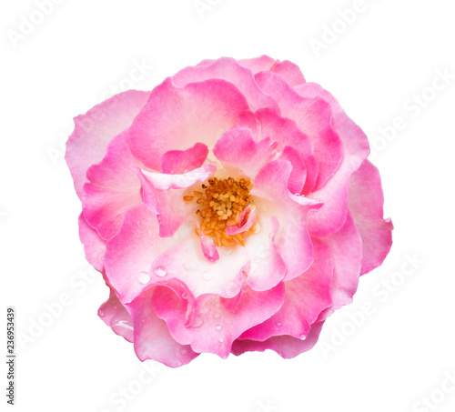 Beautiful pink rose with water drop isolated on white background