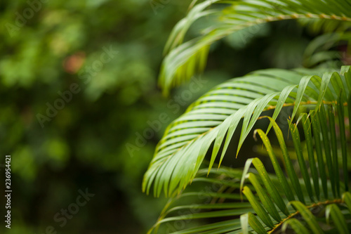 palm leaves on background copy space