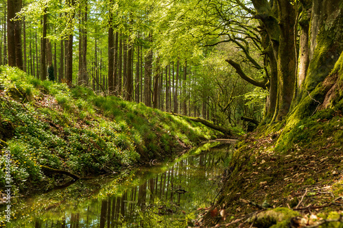 Принти на полотні Beautiful green trees reflected in a small river that flows trough the forest