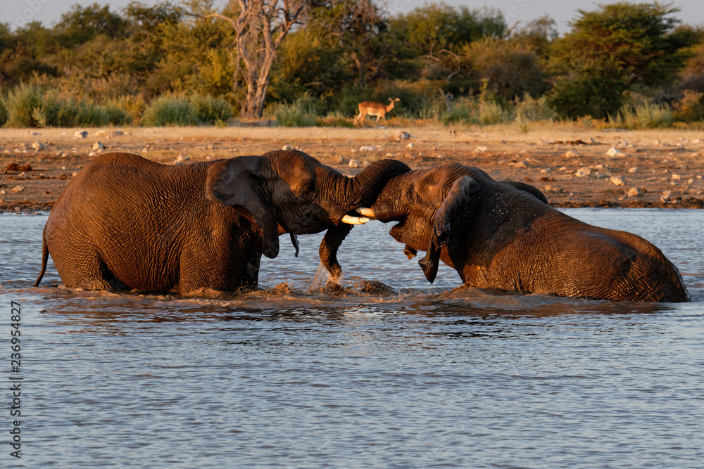 Naklejka premium Elephants in the waterhole