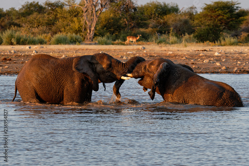 Elephants in the waterhole