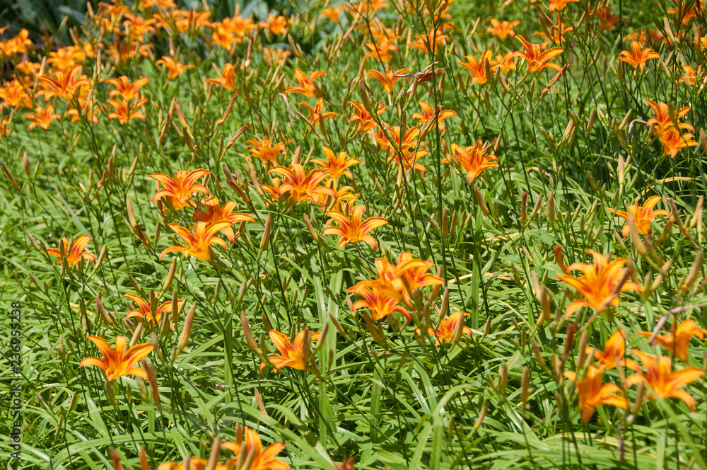 Bright orange blooming lily flowers on flowerbed