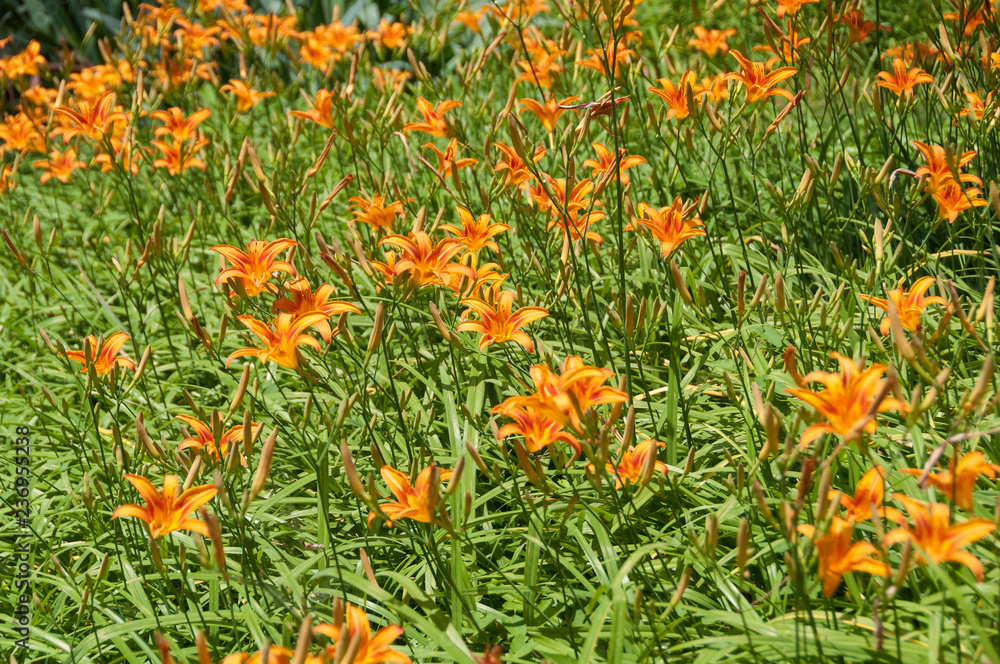 Bright orange blooming lily flowers on flowerbed Bright orange blooming lily flowers on flowerbed