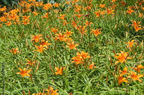 Bright orange blooming lily flowers on flowerbed