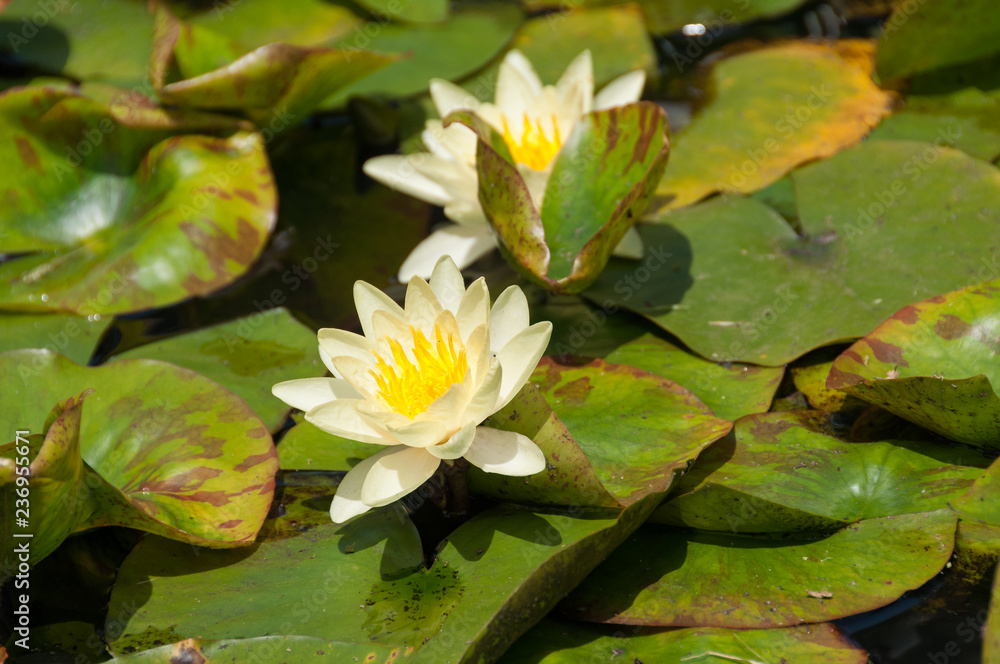 White and yellow blooming water lily, lotus flowers in a pond White and yellow blooming water lily, lotus flowers in a pond