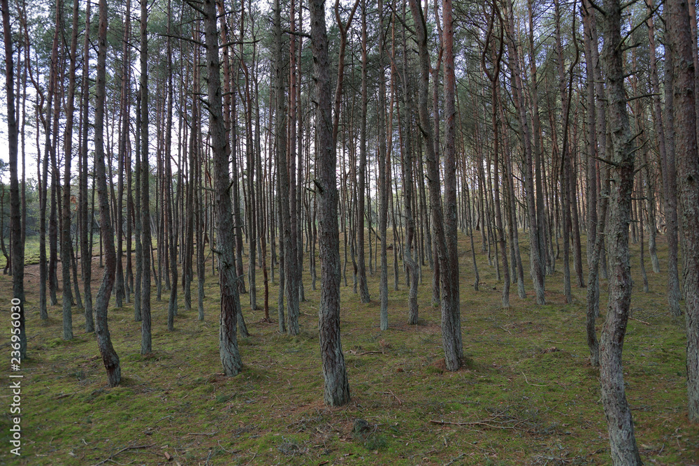 Beautiful landscape of the Dancing Forest in the Curonian Spit National Reserve, Russia Beautiful landscape of the Dancing Forest in the Curonian Spit National Reserve, Russia