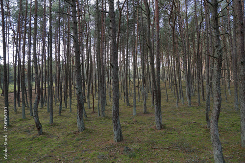 Beautiful landscape of the Dancing Forest in the Curonian Spit National Reserve  Russia