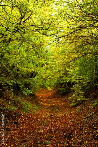 a leafy path going through a green forest