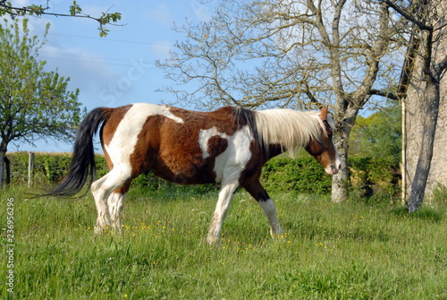 Poney marron et blanc au pr   dans la campagne  d  partement de la Manche  France