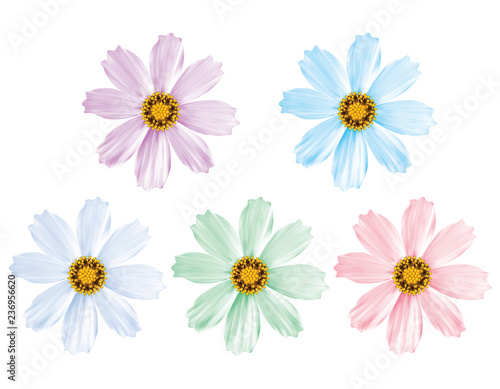 Daisy flowers set isolated. Vector 3d illustration