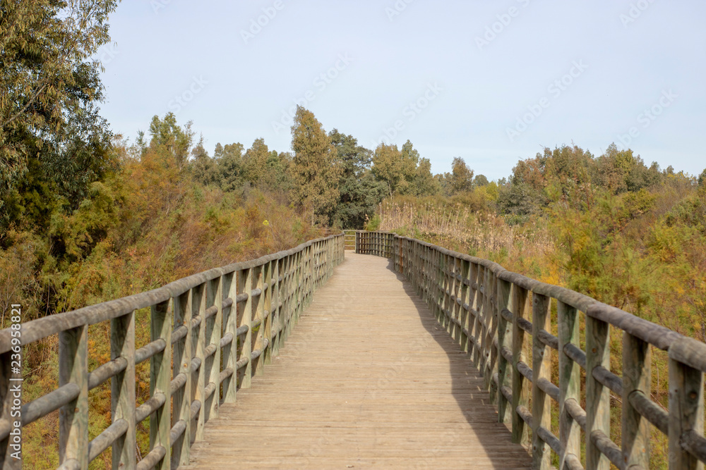 wooden bridge in the forest