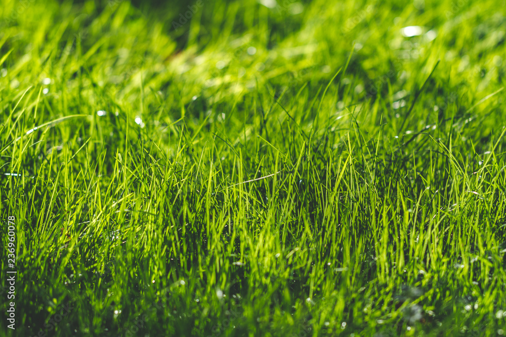 Fototapeta premium Texture of green grass at sunset. Green grass background and wallpaper