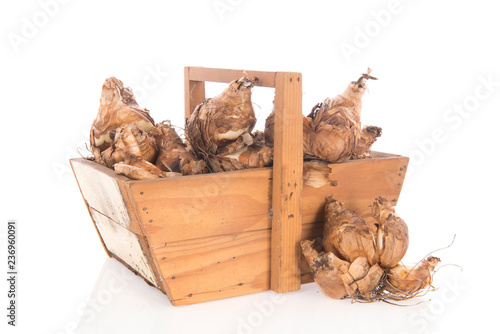 Fototapeta Naklejka Na Ścianę i Meble -  Flower bulbs daffodil in harvest basket