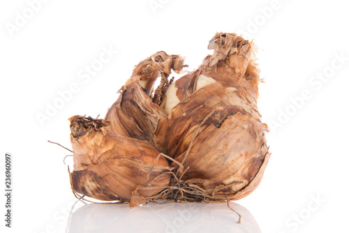 Fototapeta Naklejka Na Ścianę i Meble -  Flower bulbs daffodil isolated over white background