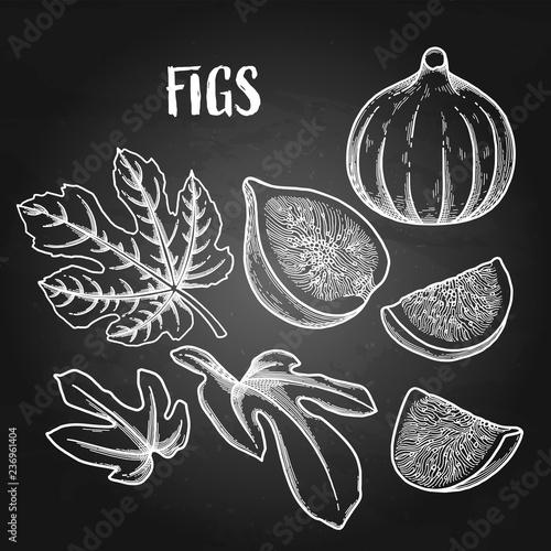 Graphic fig fruits and leaves isolated on white background