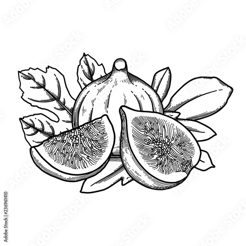 Graphic fig fruits and leaves isolated on white background