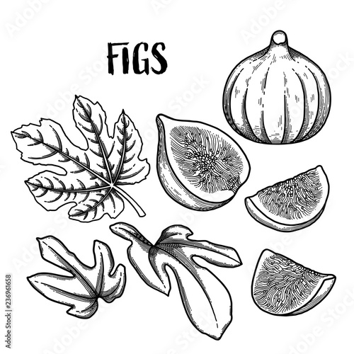 Graphic fig fruits and leaves isolated on white background