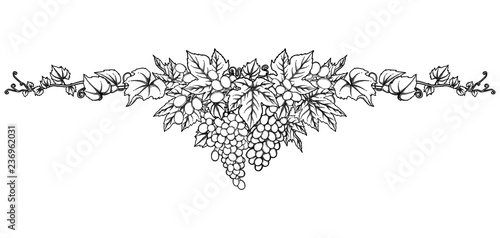 Graphic bunches of grapes hanging on the branch