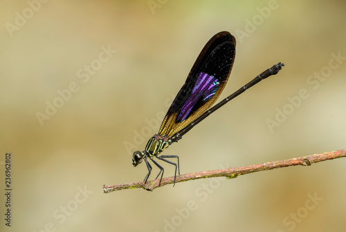 Asian dragonfly - Euphaea variegata, beautiful colored dragonfly from Indonesian fresh waters and forests, Sumatra, Indonesia. photo