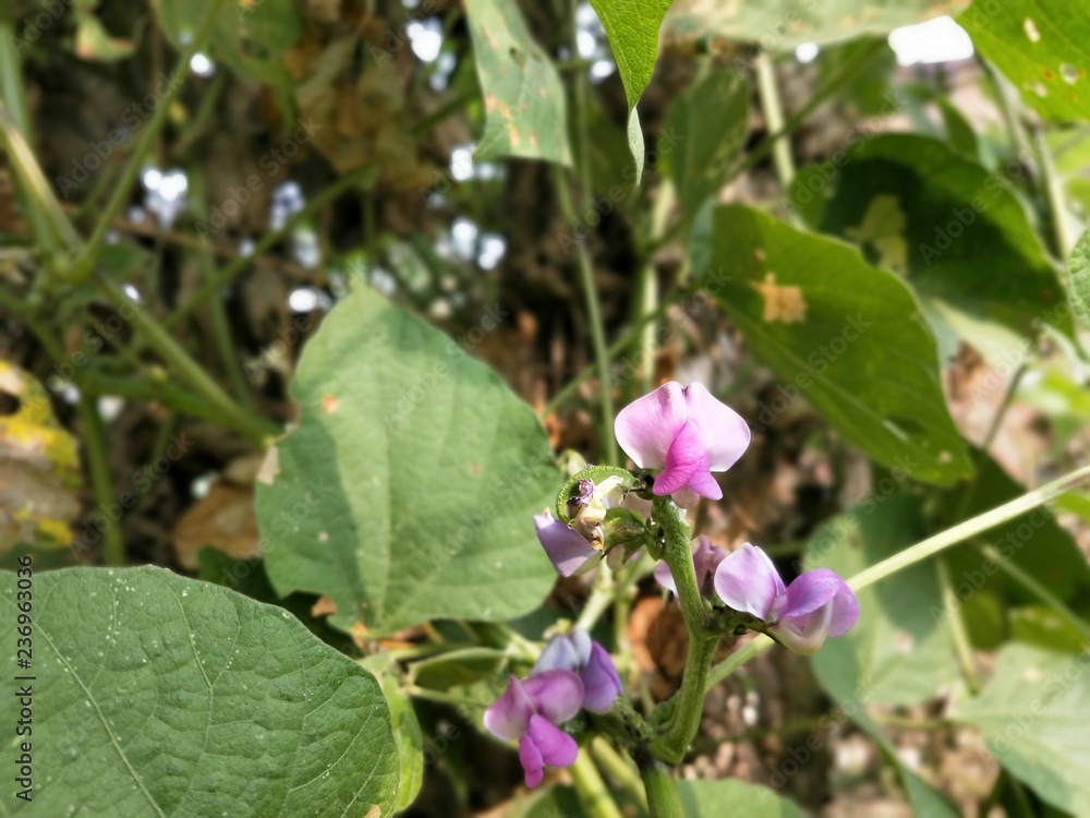 Soybean pods and soybean leaf with soybean stem that still young green, Agricultural soy