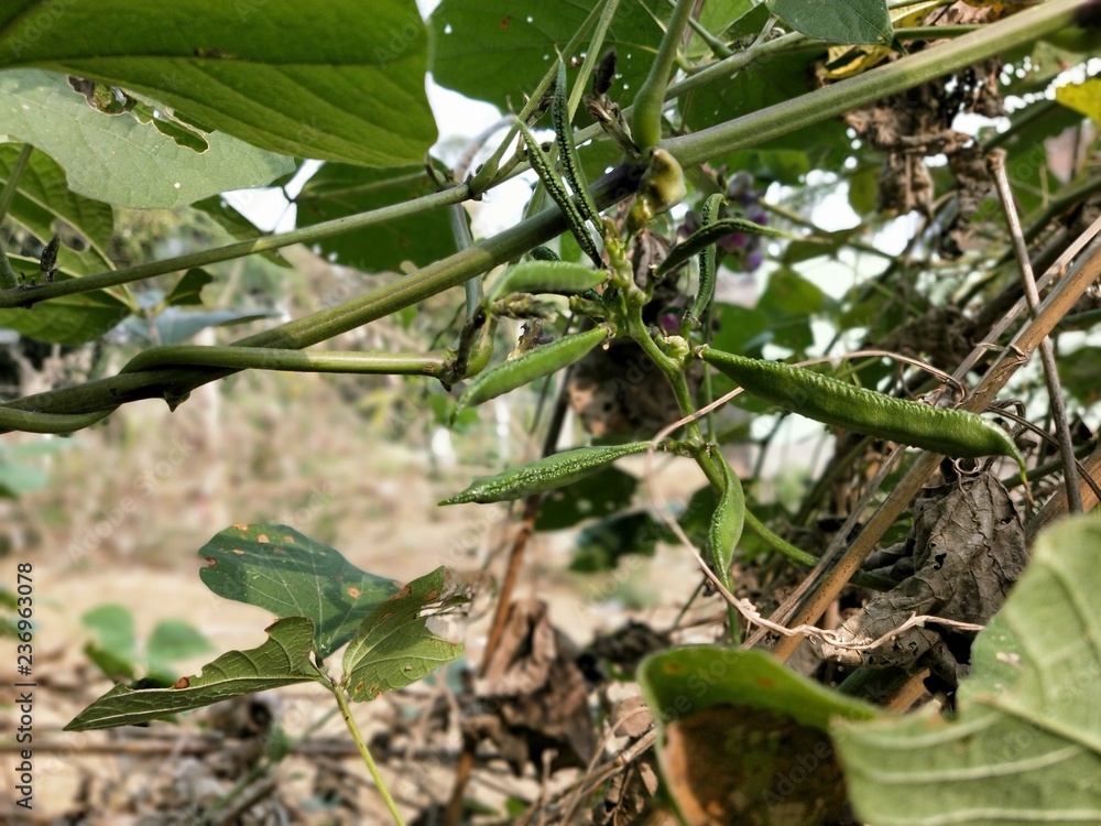Soybean pods and soybean leaf with soybean stem that still young green, Agricultural soy Soybean pods and soybean leaf with soybean stem that still young green, Agricultural soy