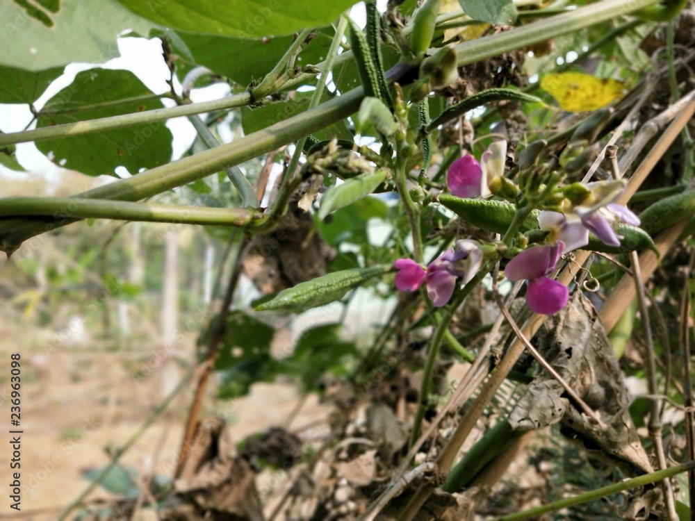 Soybean pods and soybean leaf with soybean stem that still young green, Agricultural soy Soybean pods and soybean leaf with soybean stem that still young green, Agricultural soy