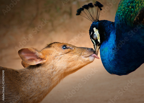 Obraz na plátně The peacock and the deer