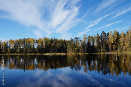 Autumn forest on the lake is reflected in the blue water. Deciduous trees yellow and orange. Pines are green. White clouds in the blue sky.