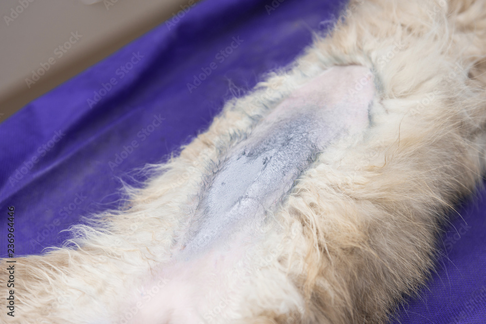 Sterilization of a cat in a veterinary clinic Sterilization of a cat in a veterinary clinic