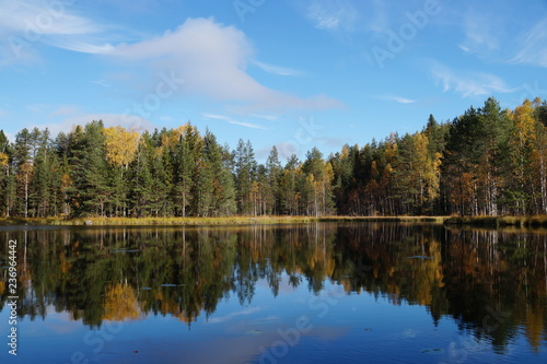 In the blue sky above the autumn forest on the lake floating white clouds. The forest is reflected in the blue water. Deciduous trees yellow and orange. Pines are green.