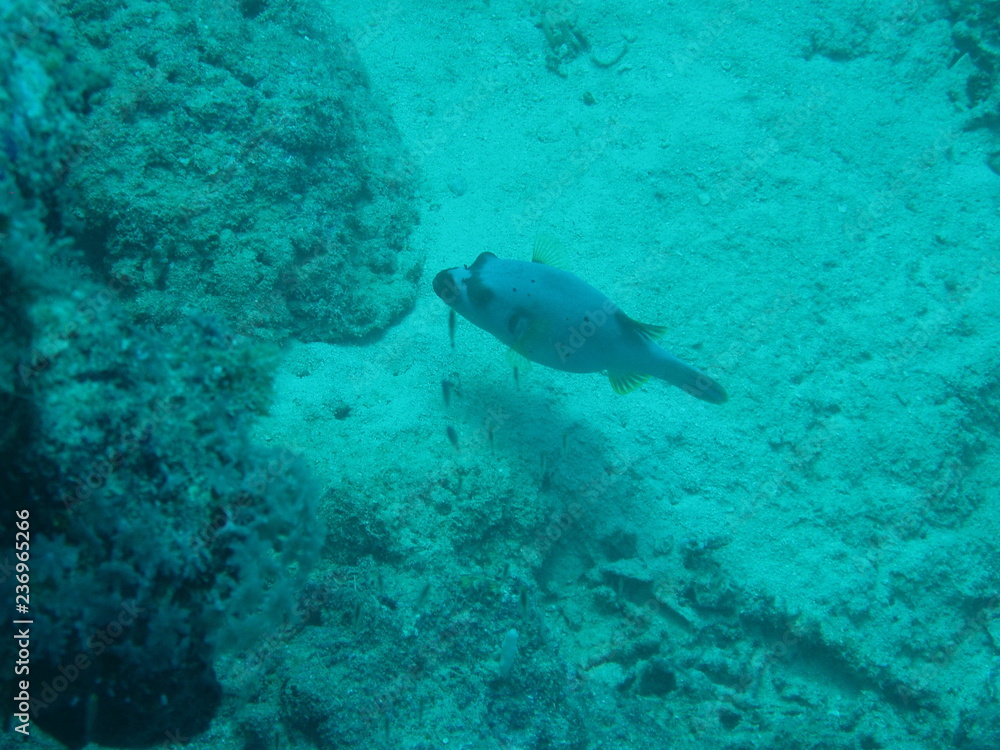 Underwater Submarine Subsea