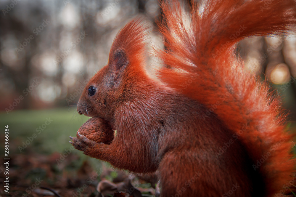 Beautiful bright red squirrel holding a nut. Close-up Beautiful bright red squirrel holding a nut. Close-up