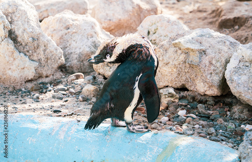 African penguin standing on the rock after swimming. African penguin (Spheniscus demersus) also known as the jackass penguin and black-footed penguin. photo