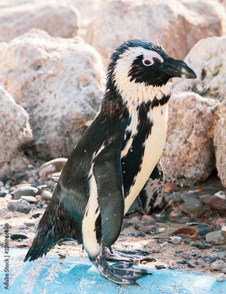 Fototapeta premium African penguin standing on the rock after swimming. African penguin (Spheniscus demersus) also known as the jackass penguin and black-footed penguin.