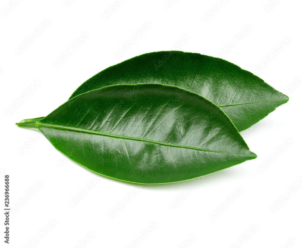 Obraz premium leaves Isolated on white